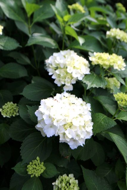 IMG 4083s